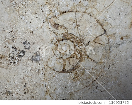 城市化石發掘-大理石中的菊石 城市化石發掘-大理石中的菊石 136953725