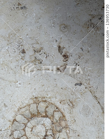 Fossil excavation in the city - Ammonites in marble 136953730