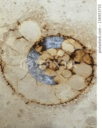 Fossil excavation in the city - Ammonites in marble Fossil excavation in the city - Ammonites in marble 136953735
