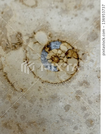 Fossil excavation in the city - Ammonites in marble Fossil excavation in the city - Ammonites in marble 136953737