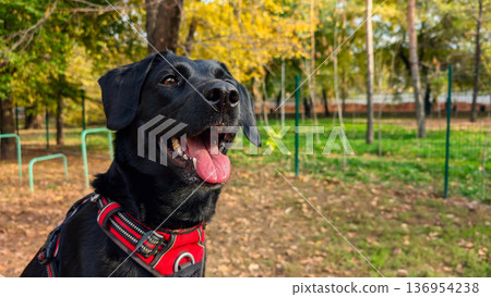 Happy Black Labrador Dog in Red Harness Outdoors in Autumn Park 136954238