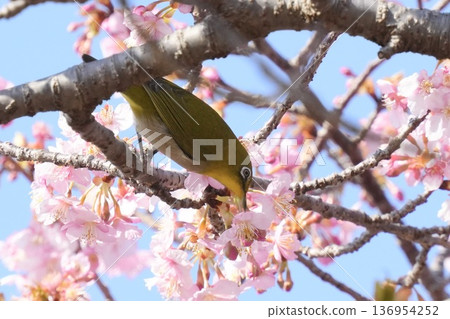 A beautiful Japanese white-eye perched on a Kawazu cherry tree in full bloom, sucking nectar A beautiful Japanese white-eye perched on a Kawazu cherry tree in full bloom, sucking nectar 136954252