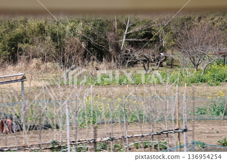 Country landscape Country landscape 136954254