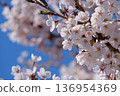 Cherry blossoms in full bloom and clear blue sky 136954369