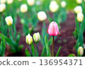 Pink tulips shining in the spring light 136954371