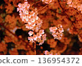 Illuminated cherry blossoms at night 136954372