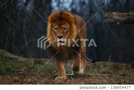 Majestic Male Lion Walking Toward Camera in Natural Habitat Majestic Male Lion Walking Toward Camera in Natural Habitat 136954477
