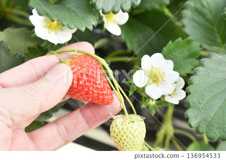 Strawberry picking Strawberry picking 136954533