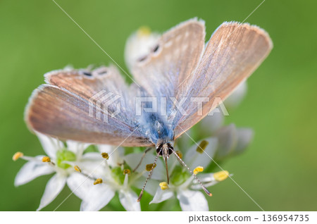 A swallowtail butterfly with its wings spread 136954735