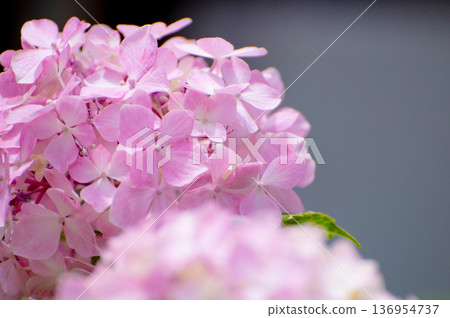 Pink hydrangeas 136954737