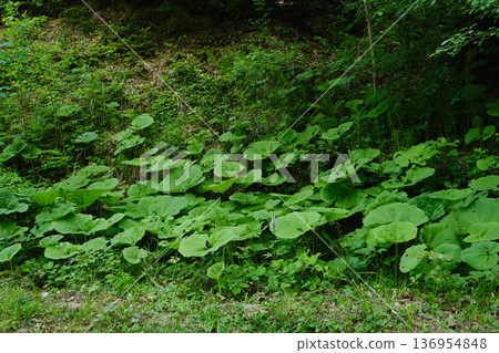 Giant Hogweed in Forest Slope Giant Hogweed in Forest Slope 136954848