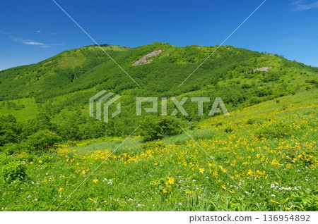 Nozorikisuge flower field and Yamayama mountain by Lake Nozori Nozorikisuge flower field and Yamayama mountain by Lake Nozori 136954892
