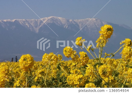 Hirahara山的雪和強姦開花 Hirahara山的雪和強姦開花 136954934