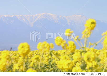 Hirahara山的雪和強姦開花 Hirahara山的雪和強姦開花 136954935