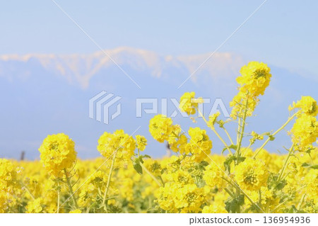 Hirahara山的雪和強姦開花 Hirahara山的雪和強姦開花 136954936