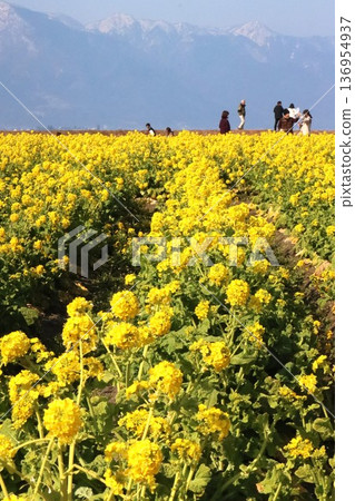 Hirahara Mountains of Snow and Rape Blossoms 136954937
