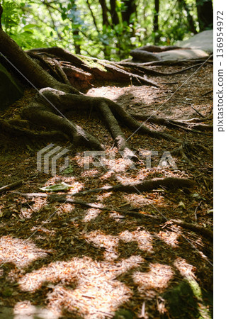 Tree Roots on Forest Floor Tree Roots on Forest Floor 136954972