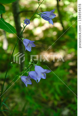 Campanula in Carpathian Forest Campanula in Carpathian Forest 136954978
