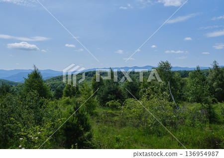Lush Forested Hills Panorama Lush Forested Hills Panorama 136954987