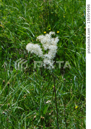 Goat's Beard Wildflower Closeup Goat's Beard Wildflower Closeup 136954996