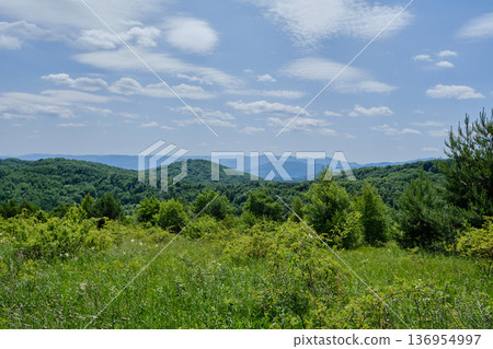 Panoramic Mountain Forest View Panoramic Mountain Forest View 136954997