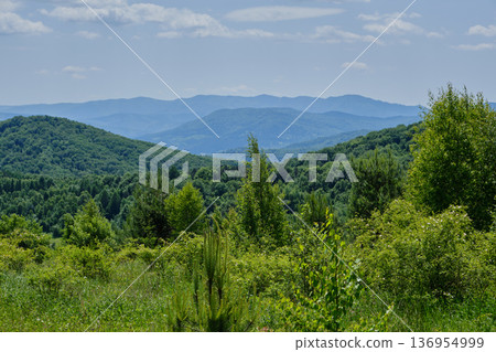 Panoramic Mountain Forest View 136954999