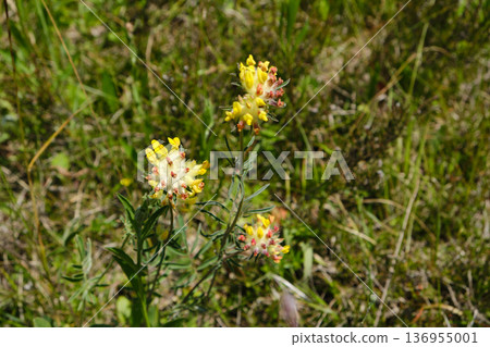 Kidney Vetch Flowers Closeup Kidney Vetch Flowers Closeup 136955001