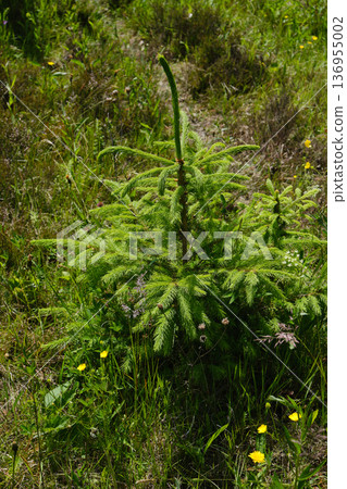 Young Spruce Sapling in Meadow Young Spruce Sapling in Meadow 136955002