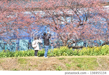 A person photographing Japanese white-eyes gathering around the early-blooming cherry blossoms at Koidegawa River in Chigasaki A person photographing Japanese white-eyes gathering around the early-blooming cherry blossoms at Koidegawa River in Chigasaki 136955134