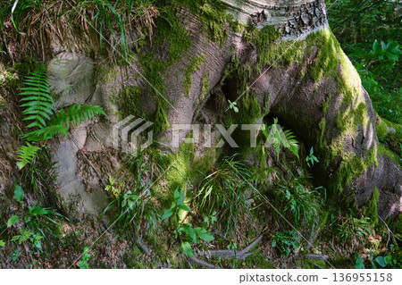 Moss-Covered Tree Hollow in Forest 136955158