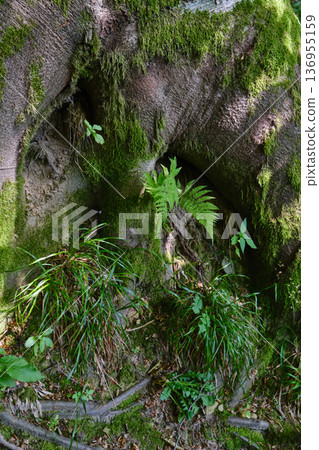 Moss-Covered Tree Hollow in Forest 136955159