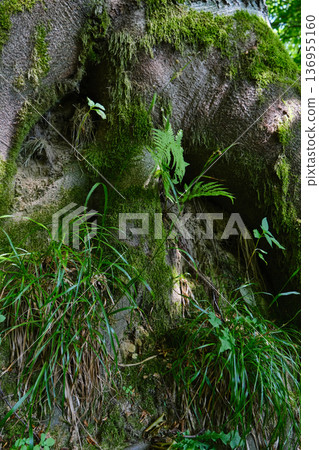 Moss-Covered Tree Hollow in Forest Moss-Covered Tree Hollow in Forest 136955160