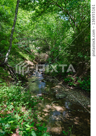 Forest Stream with Small Waterfall Forest Stream with Small Waterfall 136955161