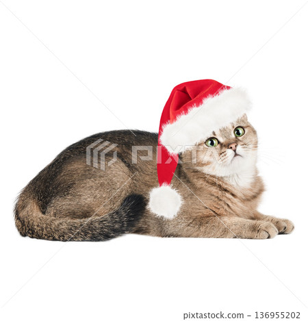 Cute cat in a Santa Claus hat, isolated on a white background 136955202