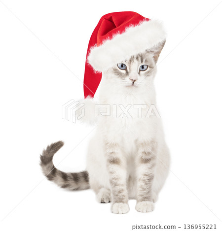 Cute cat in a Santa Claus hat, isolated on a white background 136955221