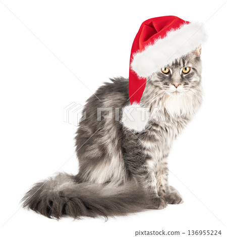 Cute cat in a Santa Claus hat, isolated on a white background 136955224