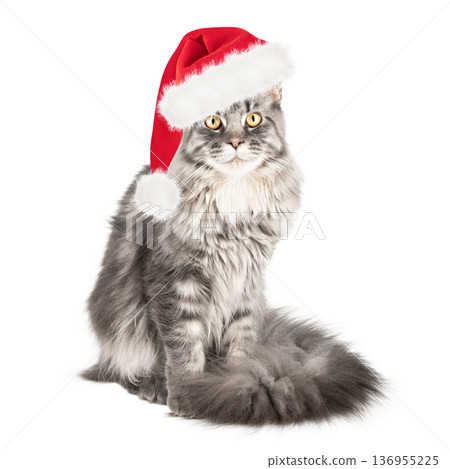 Cute cat in a Santa Claus hat, isolated on a white background 136955225