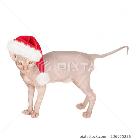 Cute cat in a Santa Claus hat, isolated on a white background 136955226