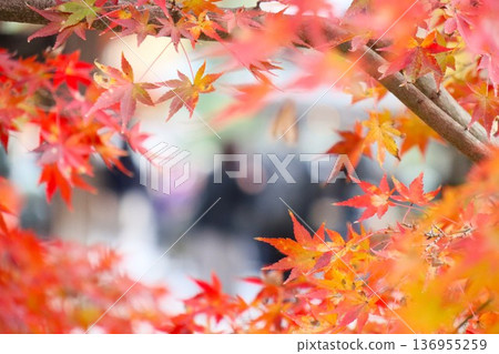 Imamiya Shrine Imamiya Shrine 136955259