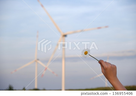 Child's Hand Holding Daisy with Wind Turbines Child's Hand Holding Daisy with Wind Turbines 136955406