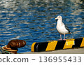 A seagull (black-tailed gull) standing on the quay of a fishing port 136955433