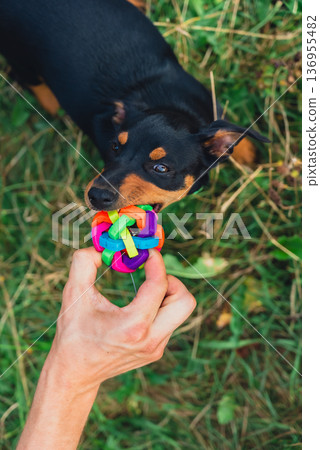 Happy dog running outdoors with ball dog toy in mouth. Active pet enjoying summertime outdoors. Puppy in green meadow playful companionship Happy dog running outdoors with ball dog toy in mouth. Active pet enjoying summertime outdoors. Puppy in green meadow playful companionship 136955482