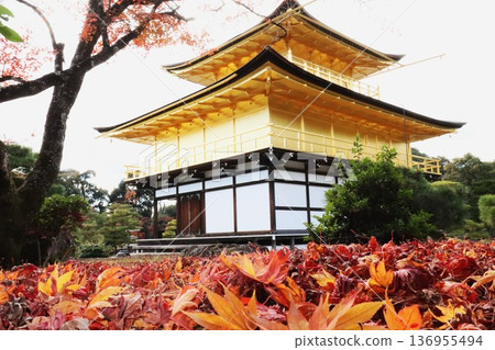 Kinkakuji秋葉 136955494