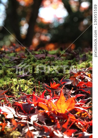 Autumn leaves of Kinkakuji Autumn leaves of Kinkakuji 136955589
