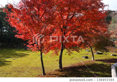 Autumn leaves of Kinkakuji Autumn leaves of Kinkakuji 136955593