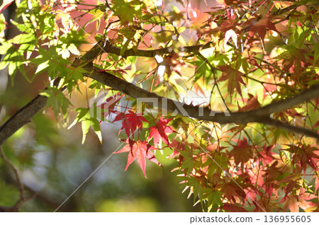 Autumn scenery Autumn scenery 136955605