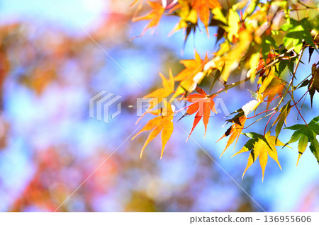 Autumn scenery Autumn scenery 136955606