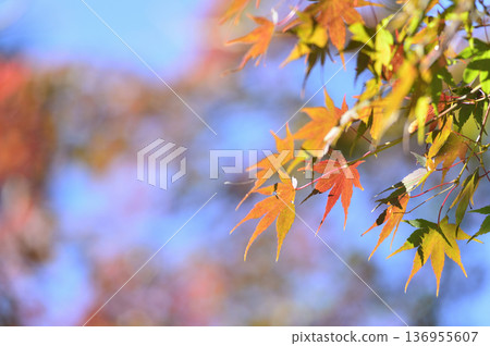 Autumn scenery Autumn scenery 136955607