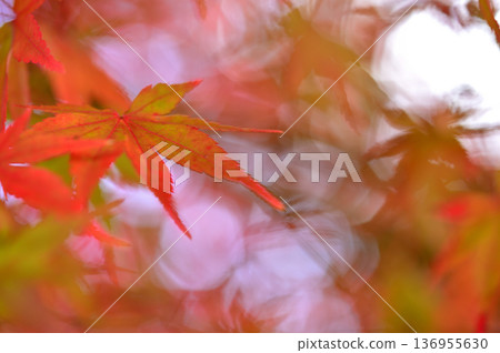 秋天的景色 秋天的景色 136955630