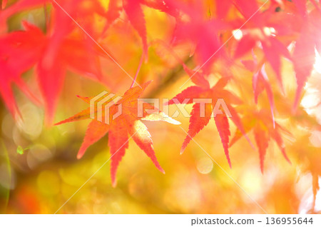Autumn scenery Autumn scenery 136955644